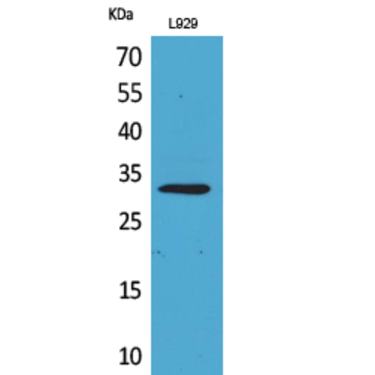 Western blot - KLF13 Polyclonal Antibody from Signalway Antibody (41724) - Antibodies.com