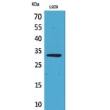 Western blot - KLF13 Polyclonal Antibody from Signalway Antibody (41724) - Antibodies.com