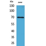 Western blot - Ku-70 Polyclonal Antibody from Signalway Antibody (41725) - Antibodies.com