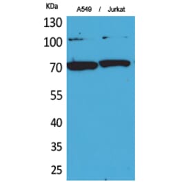 Western blot - Ku-70 Polyclonal Antibody from Signalway Antibody (41726) - Antibodies.com