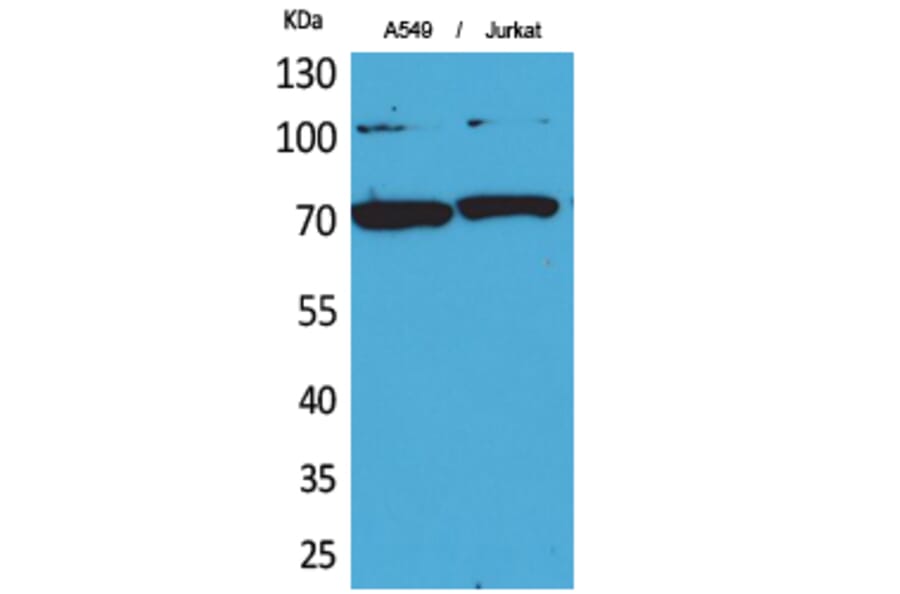 Western blot - Ku-70 Polyclonal Antibody from Signalway Antibody (41726) - Antibodies.com