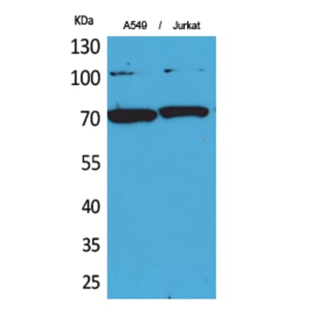 Western blot - Ku-70 Polyclonal Antibody from Signalway Antibody (41726) - Antibodies.com
