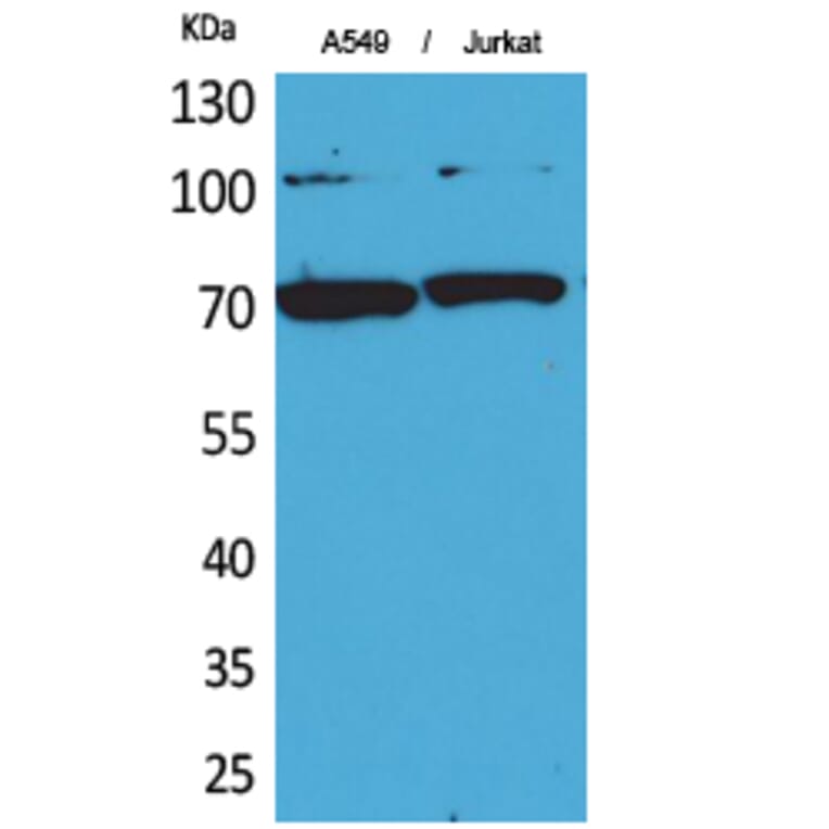 Western blot - Ku-70 Polyclonal Antibody from Signalway Antibody (41726) - Antibodies.com