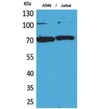 Western blot - Ku-70 Polyclonal Antibody from Signalway Antibody (41726) - Antibodies.com