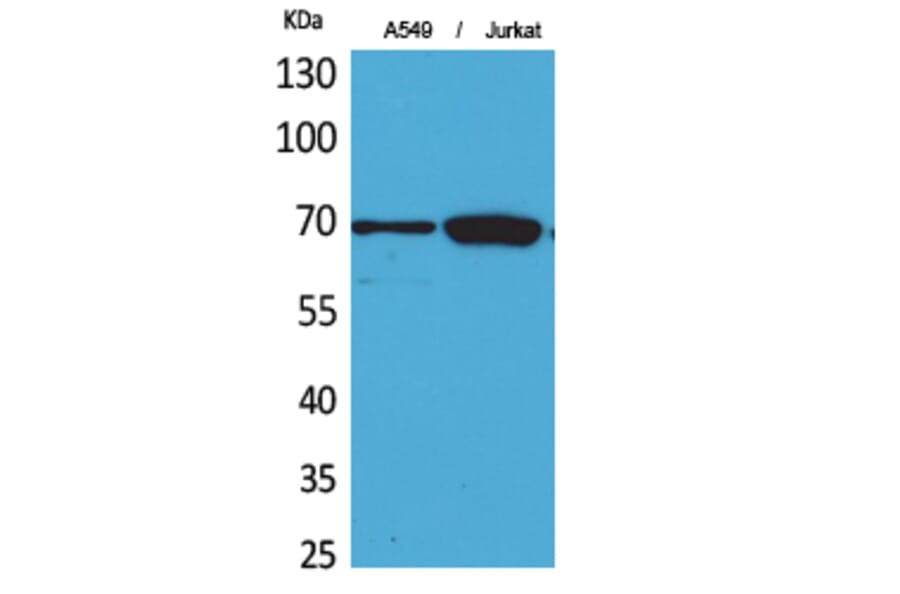 Western blot - Ku-70 Polyclonal Antibody from Signalway Antibody (41727) - Antibodies.com