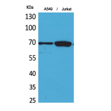 Western blot - Ku-70 Polyclonal Antibody from Signalway Antibody (41727) - Antibodies.com