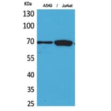 Western blot - Ku-70 Polyclonal Antibody from Signalway Antibody (41727) - Antibodies.com