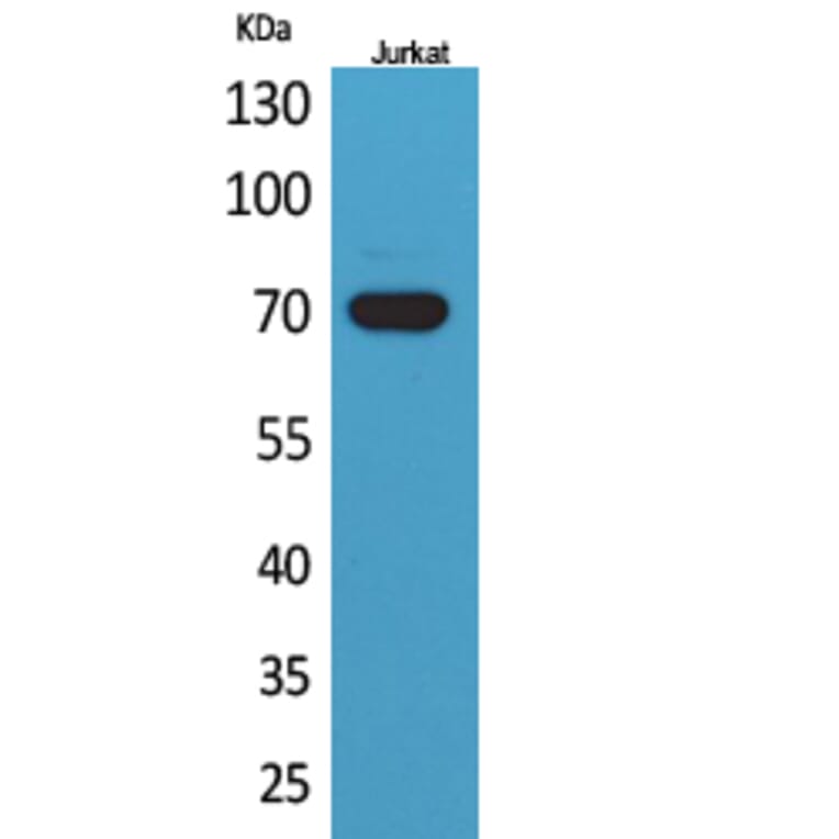 Western blot - Ku-70 Polyclonal Antibody from Signalway Antibody (41728) - Antibodies.com