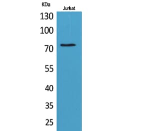 Western blot - c-Myb Polyclonal Antibody from Signalway Antibody (41729) - Antibodies.com