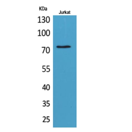 Western blot - c-Myb Polyclonal Antibody from Signalway Antibody (41729) - Antibodies.com
