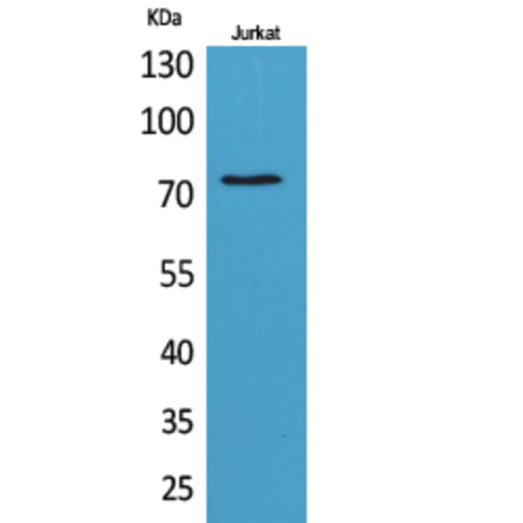 Western blot - c-Myb Polyclonal Antibody from Signalway Antibody (41729) - Antibodies.com