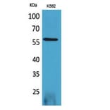Western blot - RUNX2 Polyclonal Antibody from Signalway Antibody (41746) - Antibodies.com