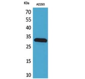 Western blot - Bag-1 Polyclonal Antibody from Signalway Antibody (41749) - Antibodies.com