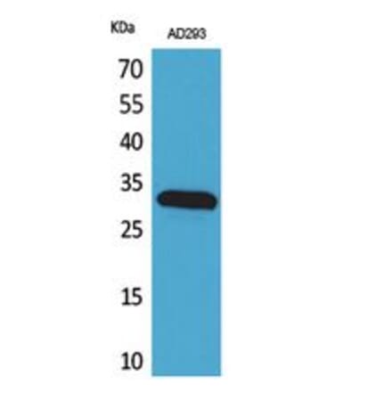 Western blot - Bag-1 Polyclonal Antibody from Signalway Antibody (41749) - Antibodies.com