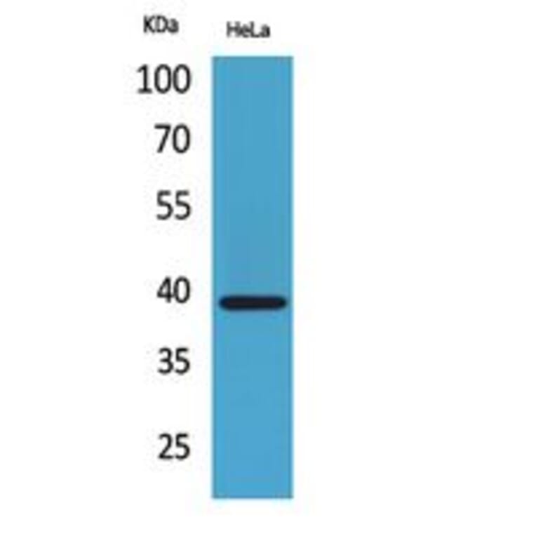 Western blot - Bonzo Polyclonal Antibody from Signalway Antibody (41783) - Antibodies.com