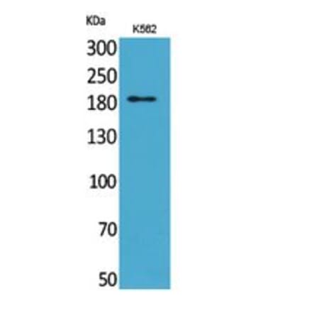 Western blot - CD169 Polyclonal Antibody from Signalway Antibody (41784) - Antibodies.com