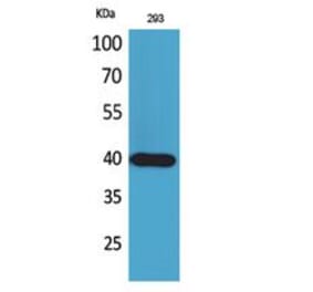 Western blot - CD294 Polyclonal Antibody from Signalway Antibody (41790) - Antibodies.com