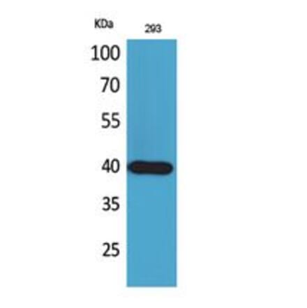 Western blot - CD294 Polyclonal Antibody from Signalway Antibody (41790) - Antibodies.com