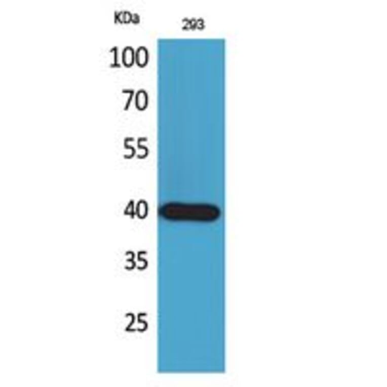 Western blot - CD294 Polyclonal Antibody from Signalway Antibody (41790) - Antibodies.com
