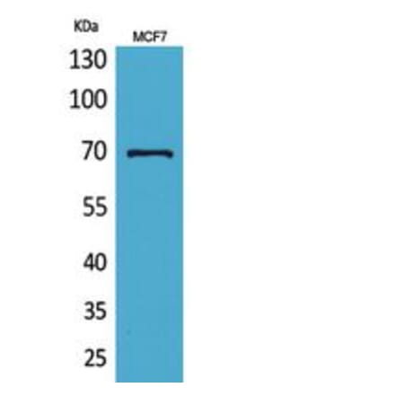 Western blot - HSP70 Polyclonal Antibody from Signalway Antibody (41804) - Antibodies.com