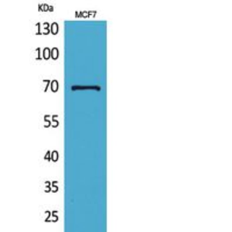 Western blot - HSP70 Polyclonal Antibody from Signalway Antibody (41804) - Antibodies.com