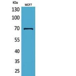Western blot - HSP70 Polyclonal Antibody from Signalway Antibody (41804) - Antibodies.com