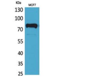 Western blot - c-Myb Polyclonal Antibody from Signalway Antibody (41806) - Antibodies.com