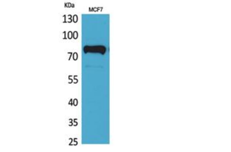 Western blot - c-Myb Polyclonal Antibody from Signalway Antibody (41806) - Antibodies.com