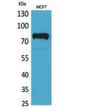 Western blot - c-Myb Polyclonal Antibody from Signalway Antibody (41806) - Antibodies.com