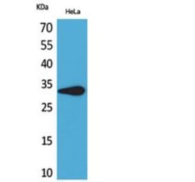 Western blot - CD85f Polyclonal Antibody from Signalway Antibody (41837) - Antibodies.com