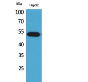 Western blot - LIR-7 Polyclonal Antibody from Signalway Antibody (41838) - Antibodies.com