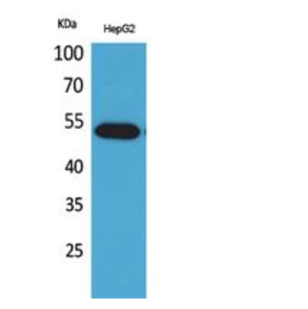 Western blot - LIR-7 Polyclonal Antibody from Signalway Antibody (41838) - Antibodies.com
