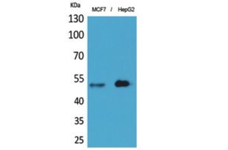 Western blot - LIR-6 Polyclonal Antibody from Signalway Antibody (41839) - Antibodies.com