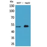 Western blot - LIR-6 Polyclonal Antibody from Signalway Antibody (41839) - Antibodies.com