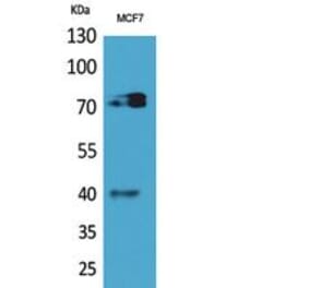 Western blot - CD110 Polyclonal Antibody from Signalway Antibody (41841) - Antibodies.com