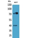 Western blot - CD110 Polyclonal Antibody from Signalway Antibody (41841) - Antibodies.com