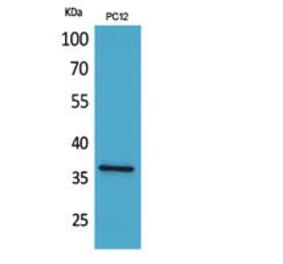 Western blot - JAM-A Polyclonal Antibody from Signalway Antibody (41850) - Antibodies.com