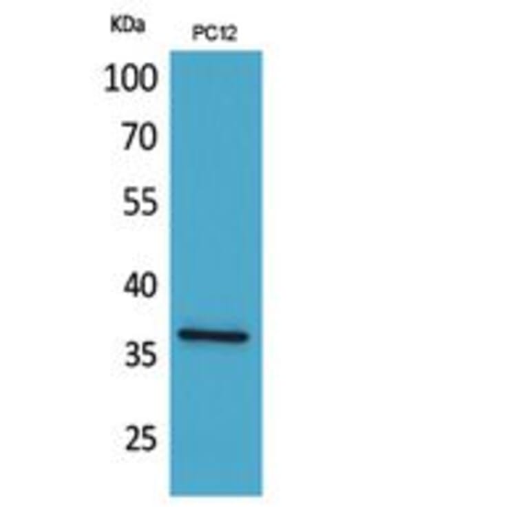 Western blot - JAM-A Polyclonal Antibody from Signalway Antibody (41850) - Antibodies.com