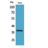 Western blot - JAM-A Polyclonal Antibody from Signalway Antibody (41850) - Antibodies.com