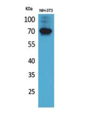 Western blot - CD316 Polyclonal Antibody from Signalway Antibody (41853) - Antibodies.com