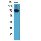 Western blot - CD316 Polyclonal Antibody from Signalway Antibody (41853) - Antibodies.com