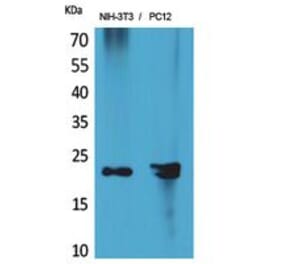 Western blot - HRP-3 Polyclonal Antibody from Signalway Antibody (41855) - Antibodies.com