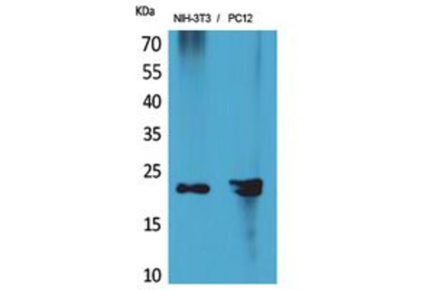 Western blot - HRP-3 Polyclonal Antibody from Signalway Antibody (41855) - Antibodies.com