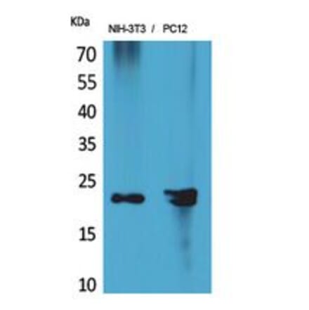 Western blot - HRP-3 Polyclonal Antibody from Signalway Antibody (41855) - Antibodies.com