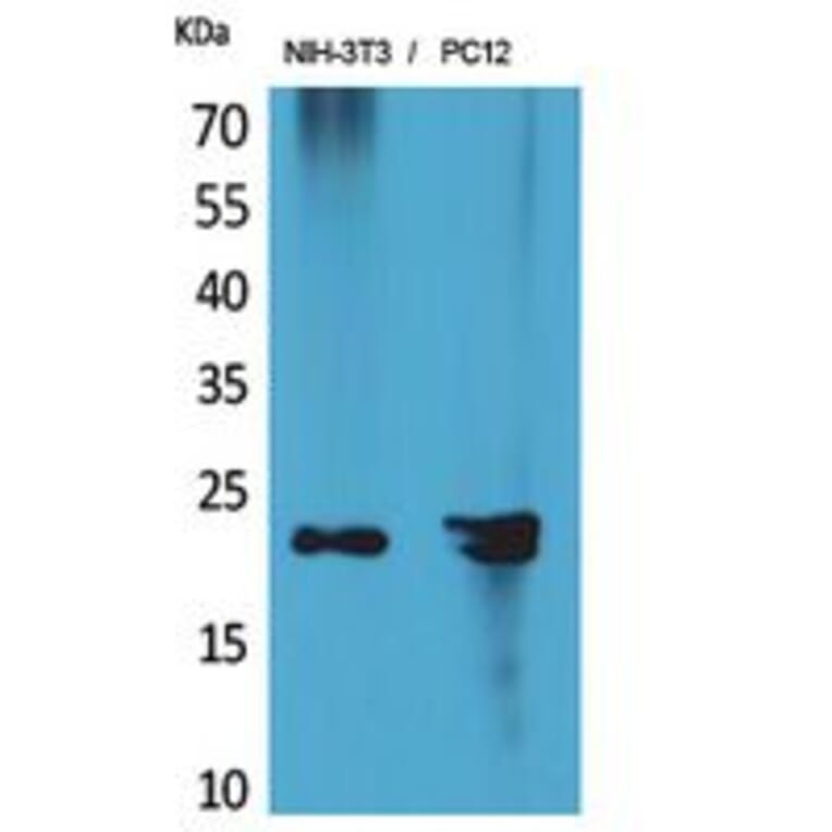 Western blot - HRP-3 Polyclonal Antibody from Signalway Antibody (41855) - Antibodies.com