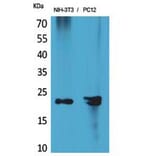 Western blot - HRP-3 Polyclonal Antibody from Signalway Antibody (41855) - Antibodies.com