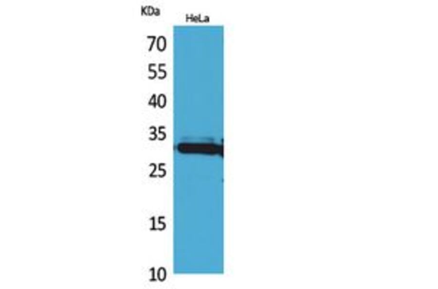 Western blot - IL-33 Polyclonal Antibody from Signalway Antibody (41858) - Antibodies.com