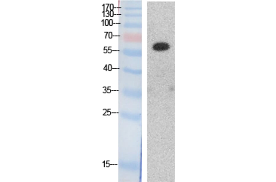 Western blot - HDAC1 Polyclonal Antibody from Signalway Antibody (41866) - Antibodies.com