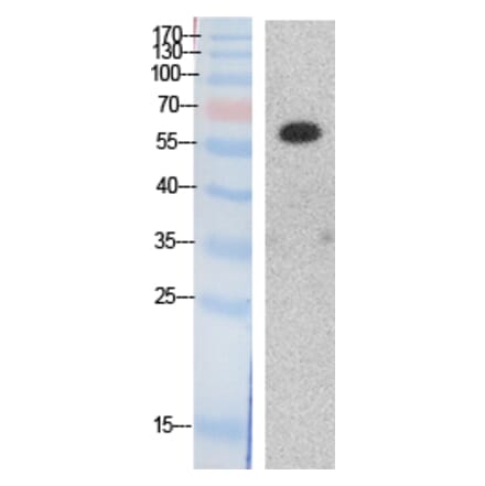 Western blot - HDAC1 Polyclonal Antibody from Signalway Antibody (41866) - Antibodies.com