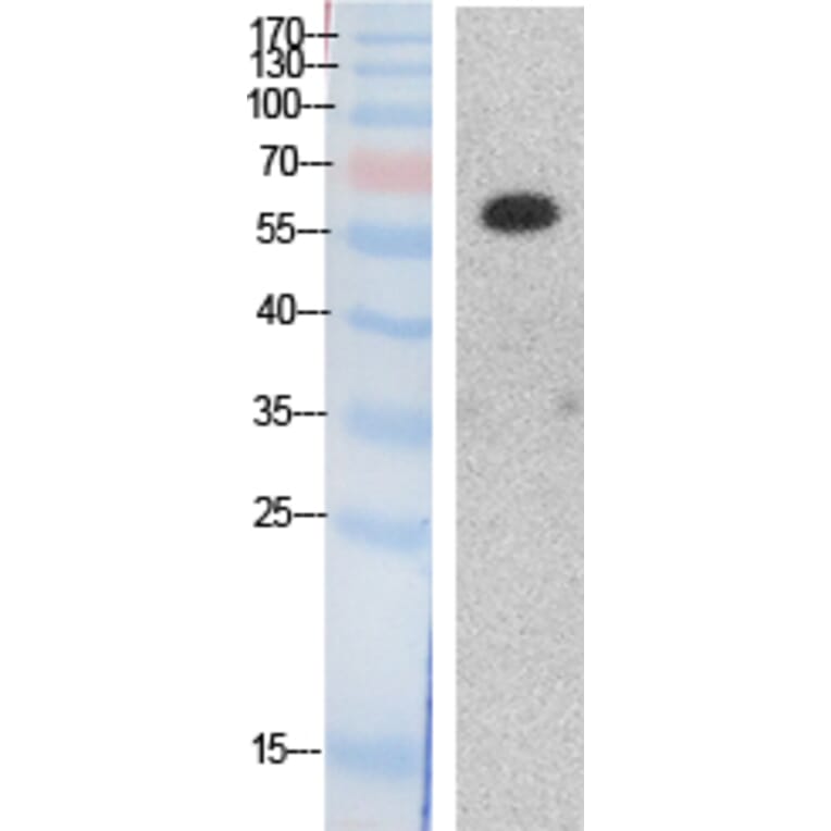 Western blot - HDAC1 Polyclonal Antibody from Signalway Antibody (41866) - Antibodies.com